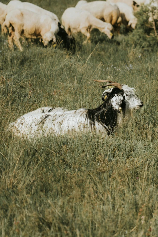 an animal lying down in a field full of sheep