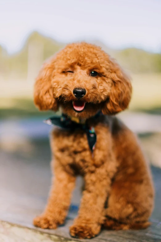 a brown poodle sits on the ledge and looks at the camera