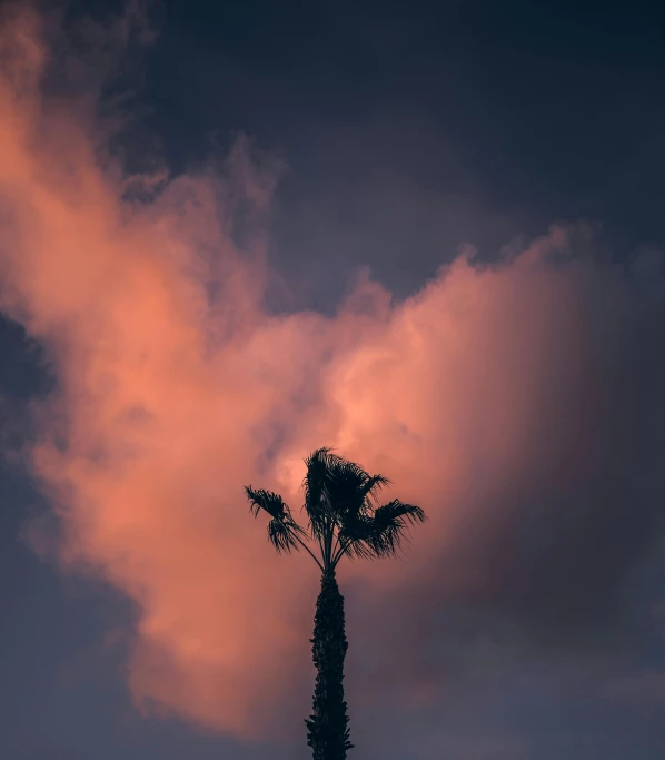 a palm tree with the sun low in the clouds