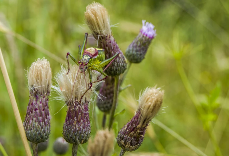 a close up of a flower with an insect