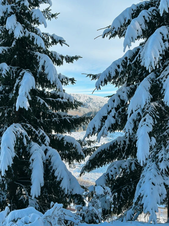 the snow covered trees on the side of a mountain are covered in thicket