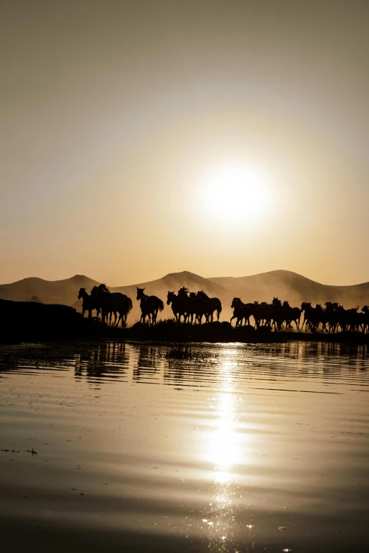 there is a herd of horses on a river