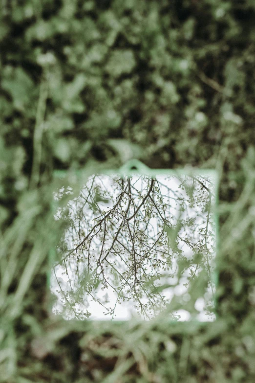 the leaves are reflected in the mirror of a tree