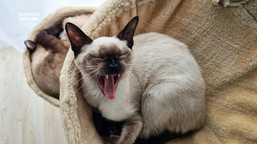 a cat yawns while laying in a chair