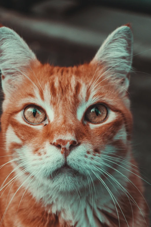 a kitten is looking up with a sad look on its face