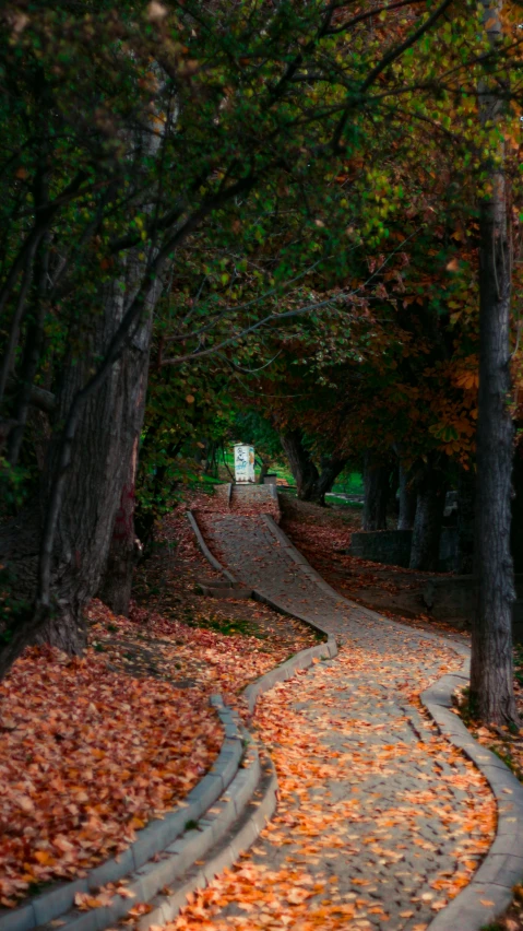 there is some pretty leaves scattered around the path