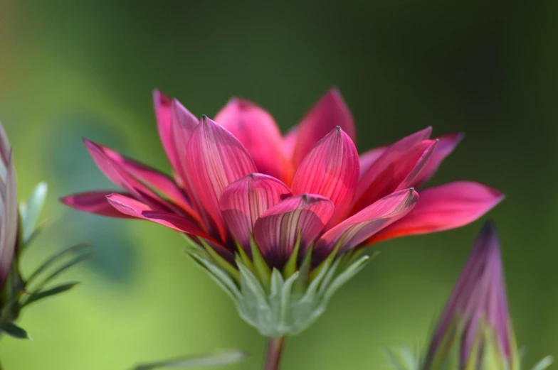 a bright pink flower blossom is blooming on the stems