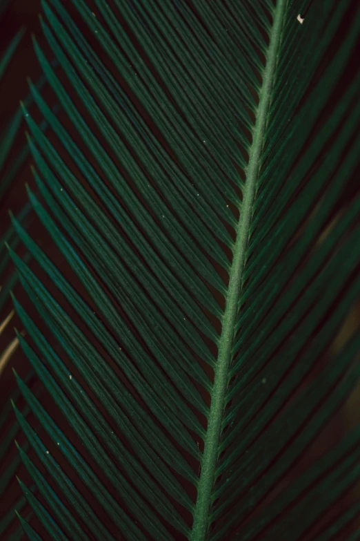 the side view of a green and yellow plant