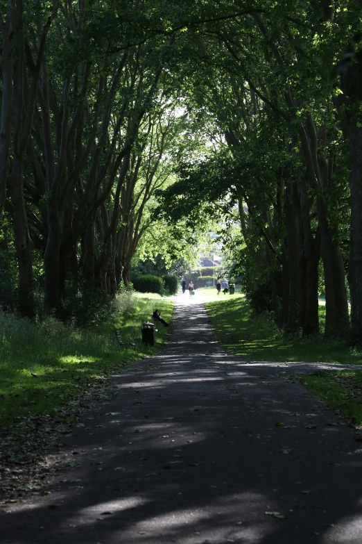 an empty country road lined with trees leading through to some park