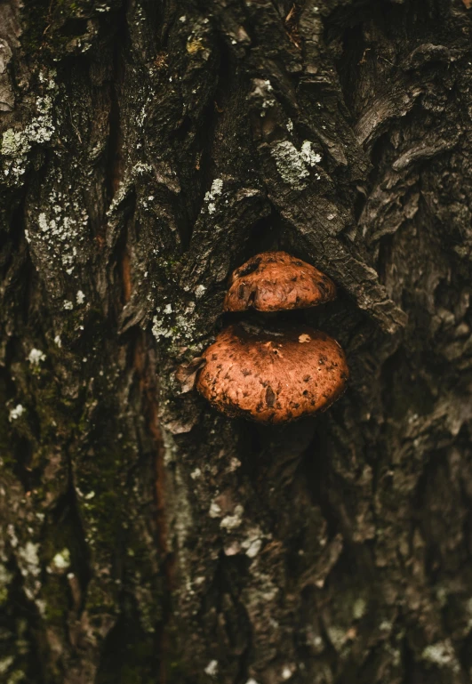 two orange mushrooms growing from the bark of a tree