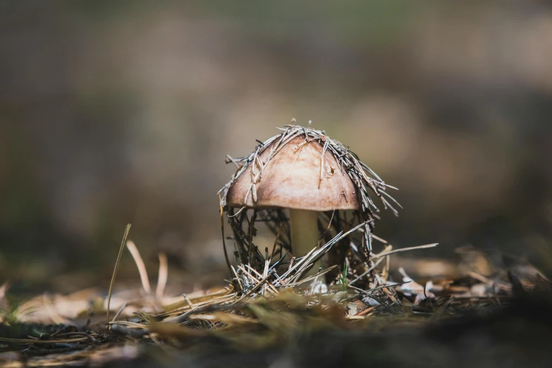 a small white mushroom sitting in the grass