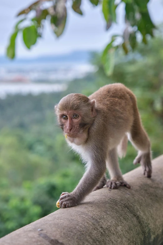 a small monkey sits on a ledge above trees