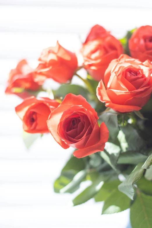 several red roses sit in a glass vase