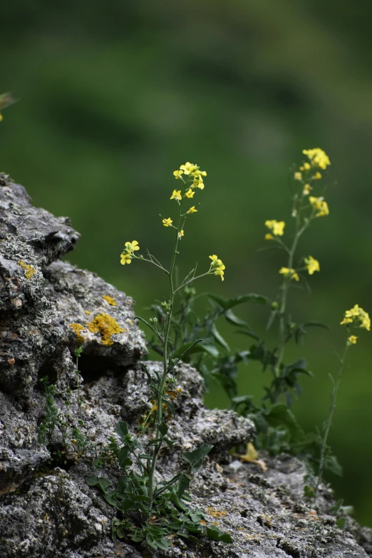 the small yellow flower is sitting in a rock