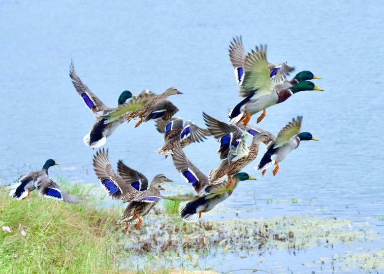 a flock of birds that are flying over the water