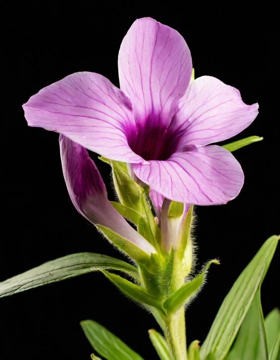 a flower that has one stem missing from the ground