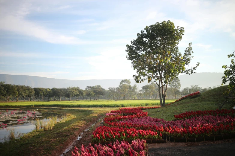 flowers surrounding a large field and a tree