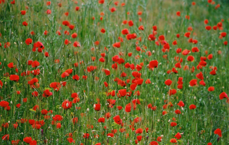 a field of red poppies full of blooming in a meadow