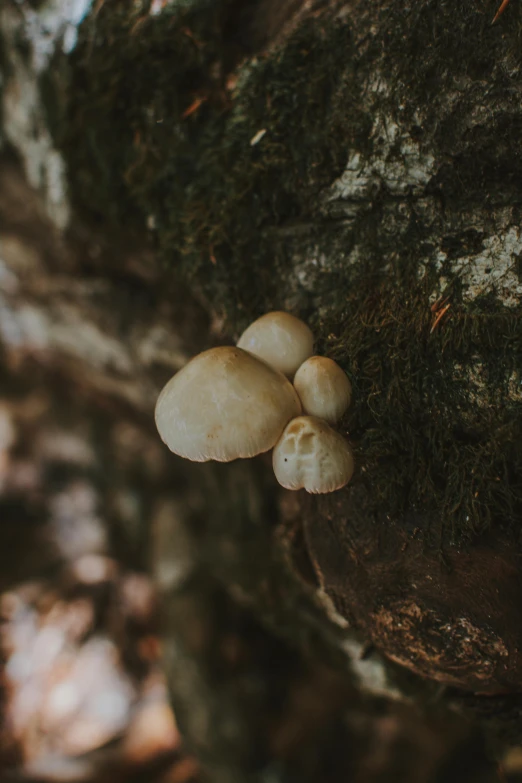 four mushrooms growing out of a mossy tree trunk