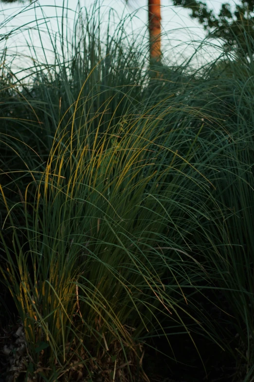 close up of tall green grass next to street light