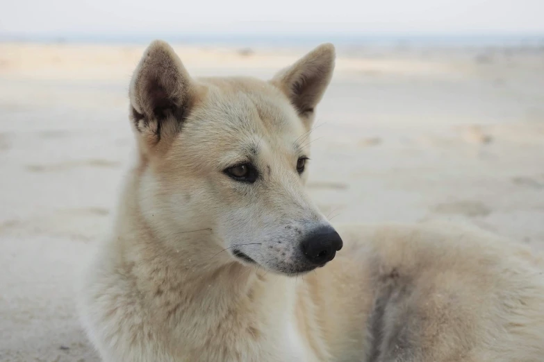 the small dog with dirty fur is looking off into the distance