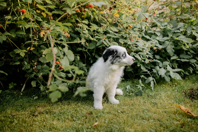 a dog that is standing in the grass