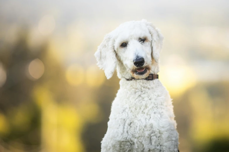 a white dog with a black collar sitting on a grass covered ground