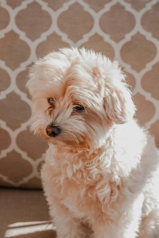 the dog is sitting on a couch and posing