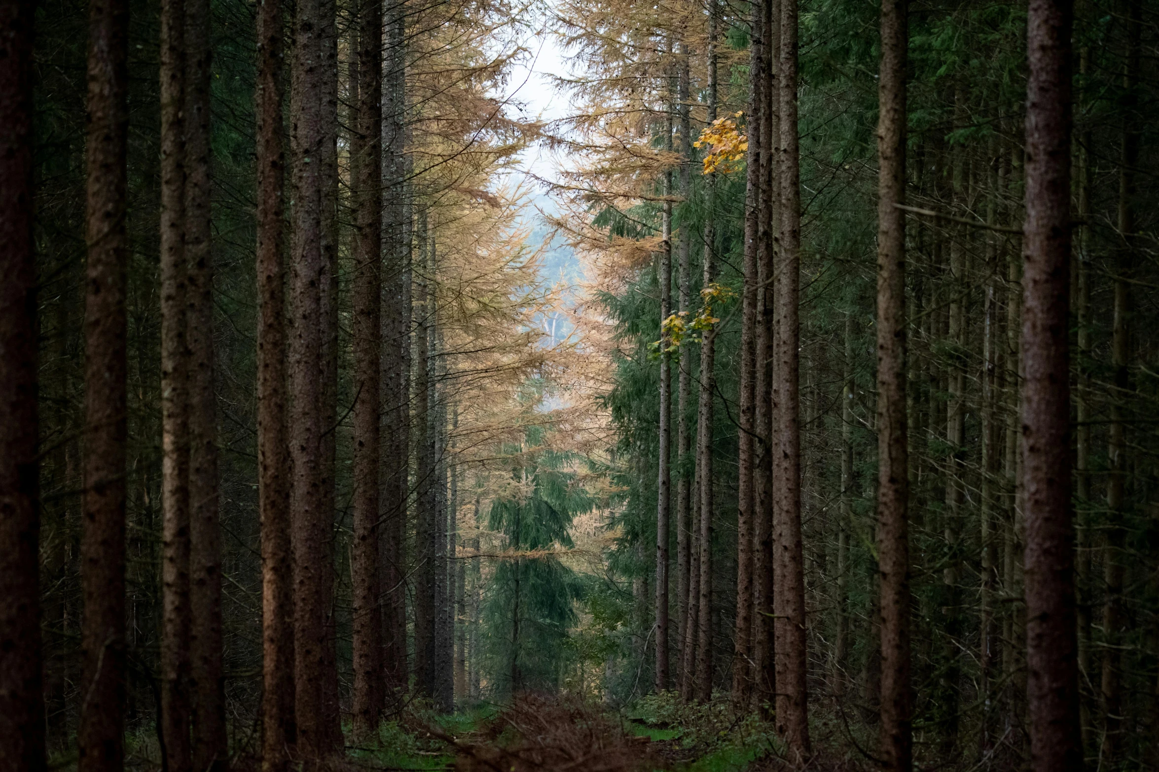 a tree - lined path in a wooded area with the fall leaves and brown foliage