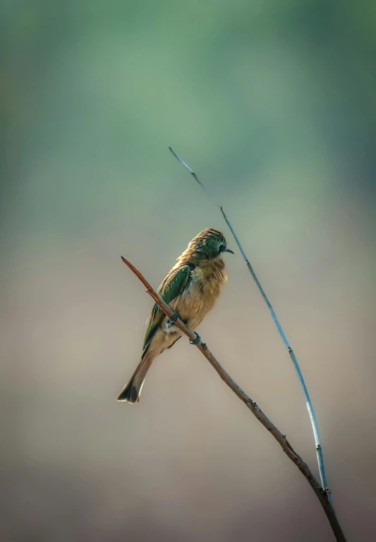 a small bird sitting on top of a nch