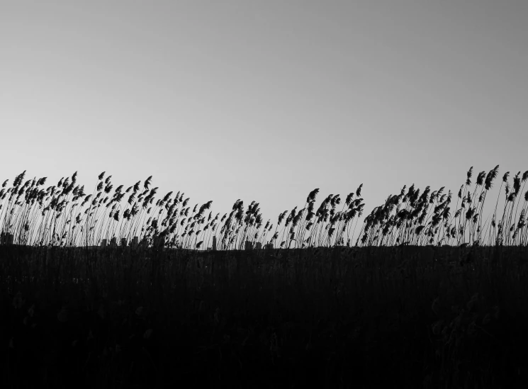 black and white pograph of grass in the foreground with a large object in the middle