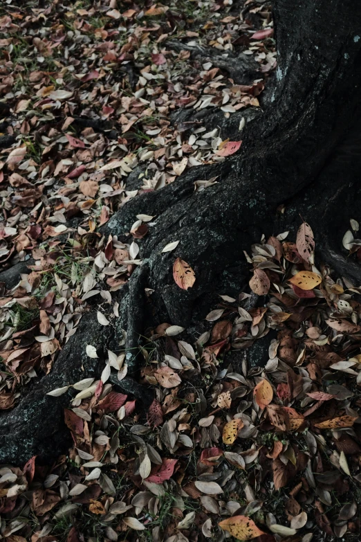 leaves scattered on the ground beside a black tree