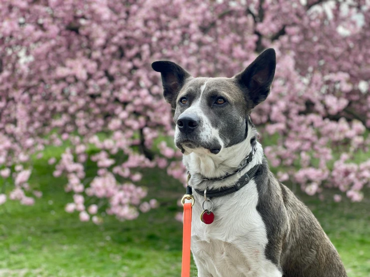 a brown and white dog is next to a tree with blossom