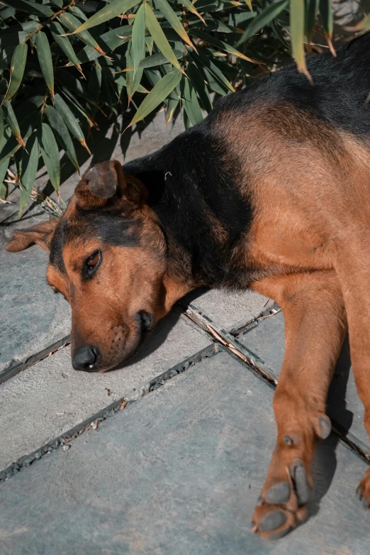 a dog laying on cement and a plant behind it