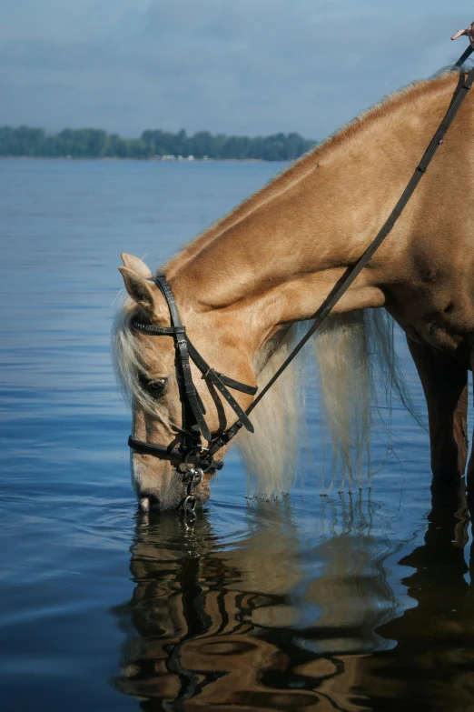 the horse is eating water off the lake