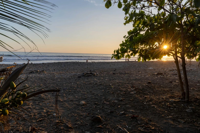 sun rising over the ocean behind some trees and vegetation