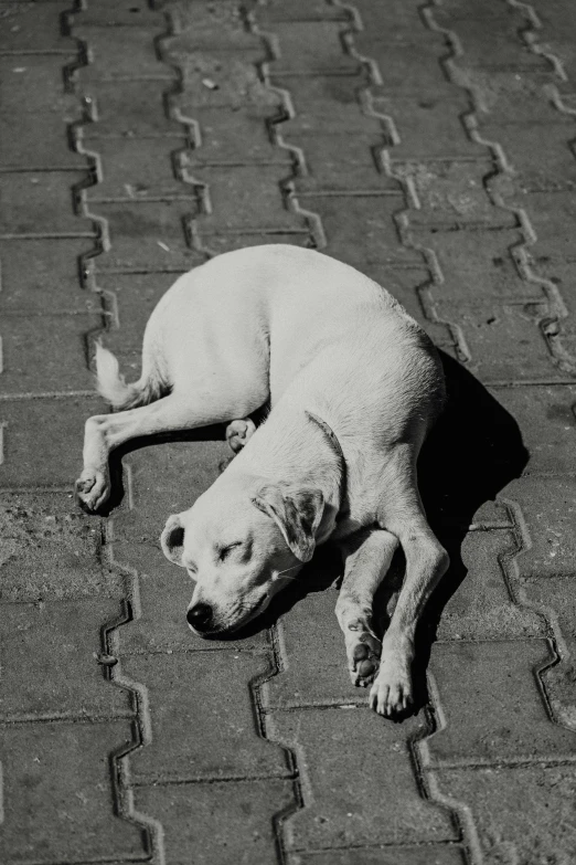 a puppy sleeps in the sun on a sidewalk