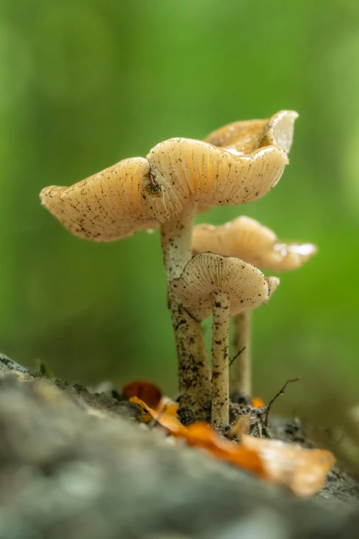 a few small brown mushrooms on the ground