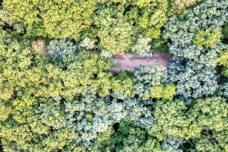 this is a view looking up at a tree lined road