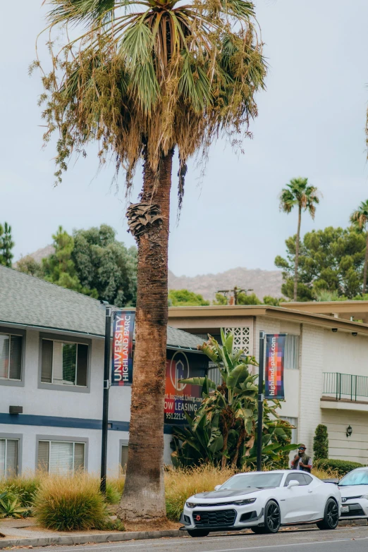 a couple of cars parked in front of a palm tree