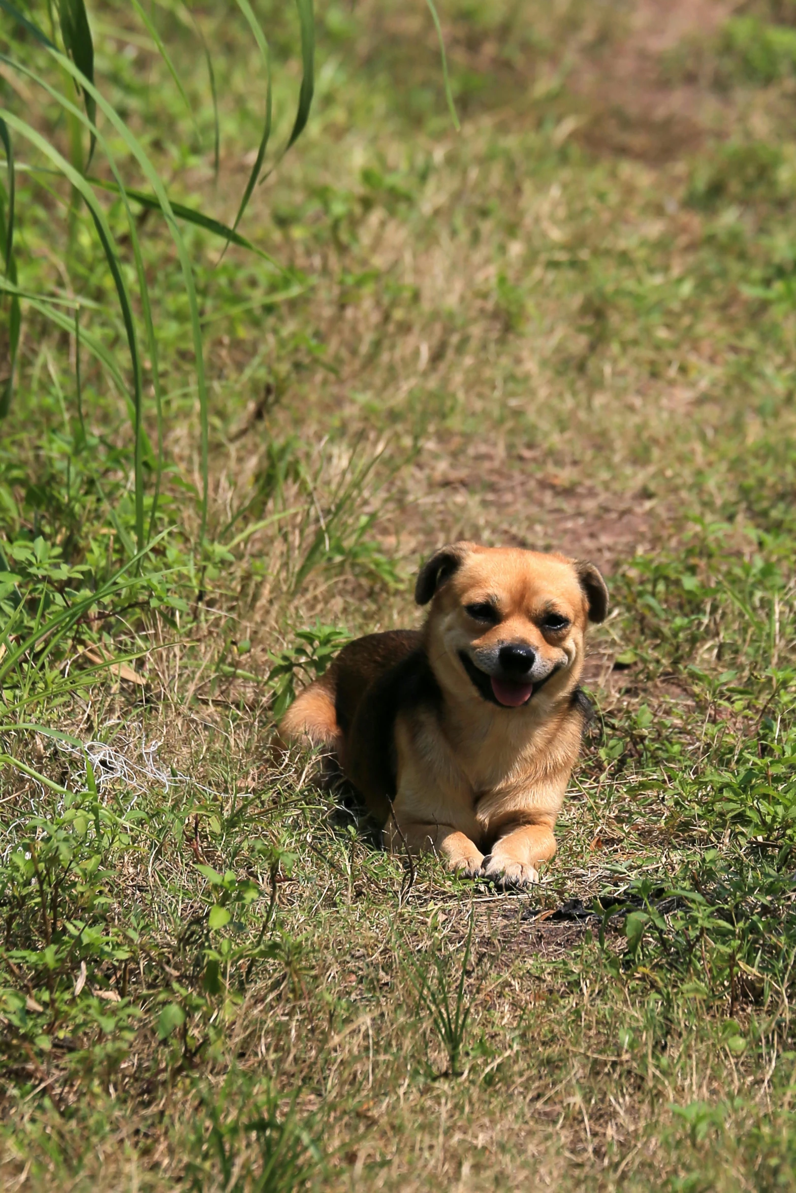 a brown dog sitting in the grass by itself