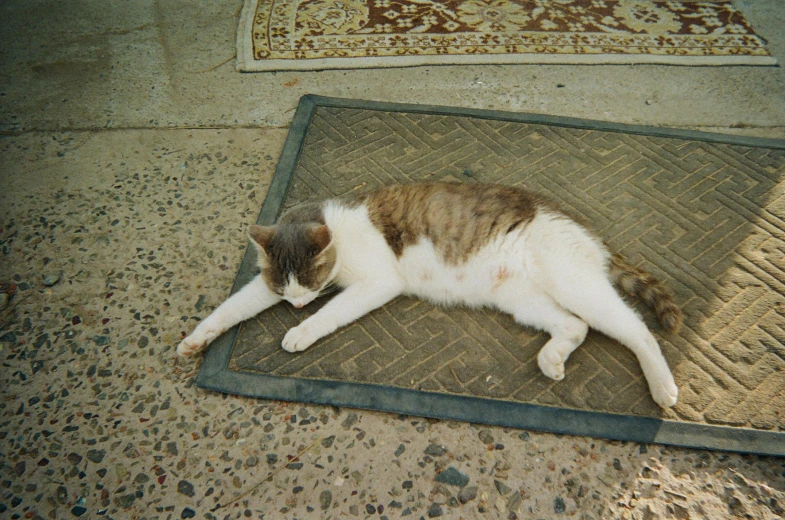 a cat lying down on a mat under a rug