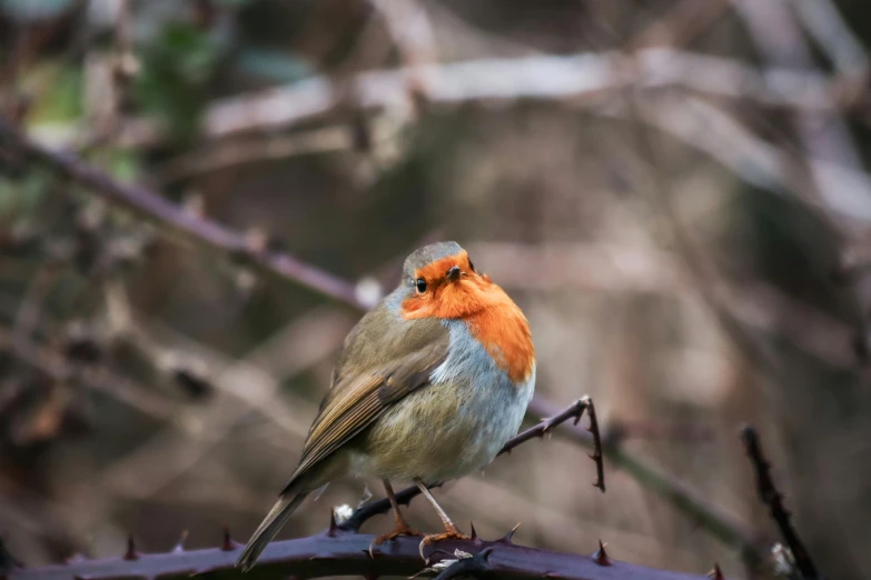 a small, orange - headed bird perched on a thorn nch