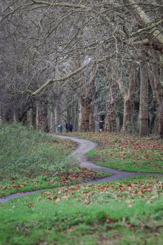 a group of people walking down a path with lots of trees and grass