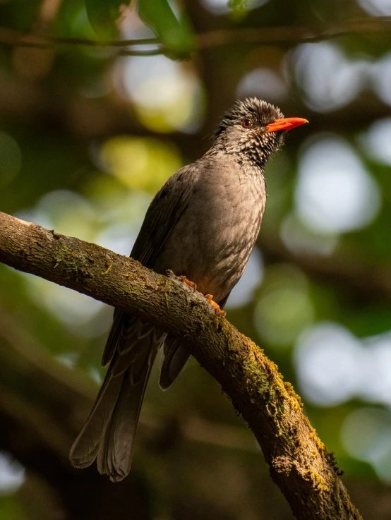 a small gray bird perched on top of a tree nch