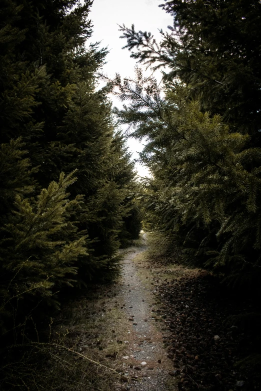 a tree lined road with several trees around it