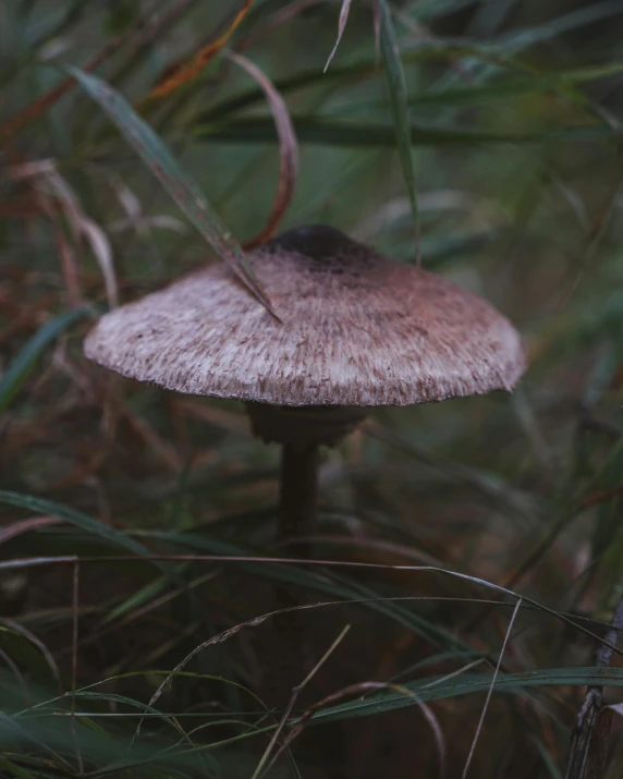 an odd looking mushroom is in the midst of grass