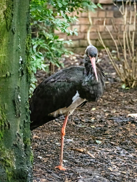 a bird with a long bill and a black body with white feet standing beside a tree