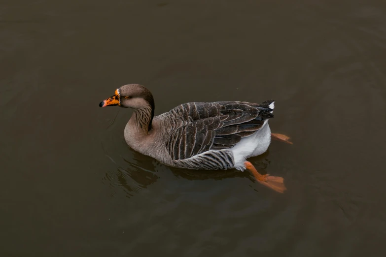 a grey and white duck in the water