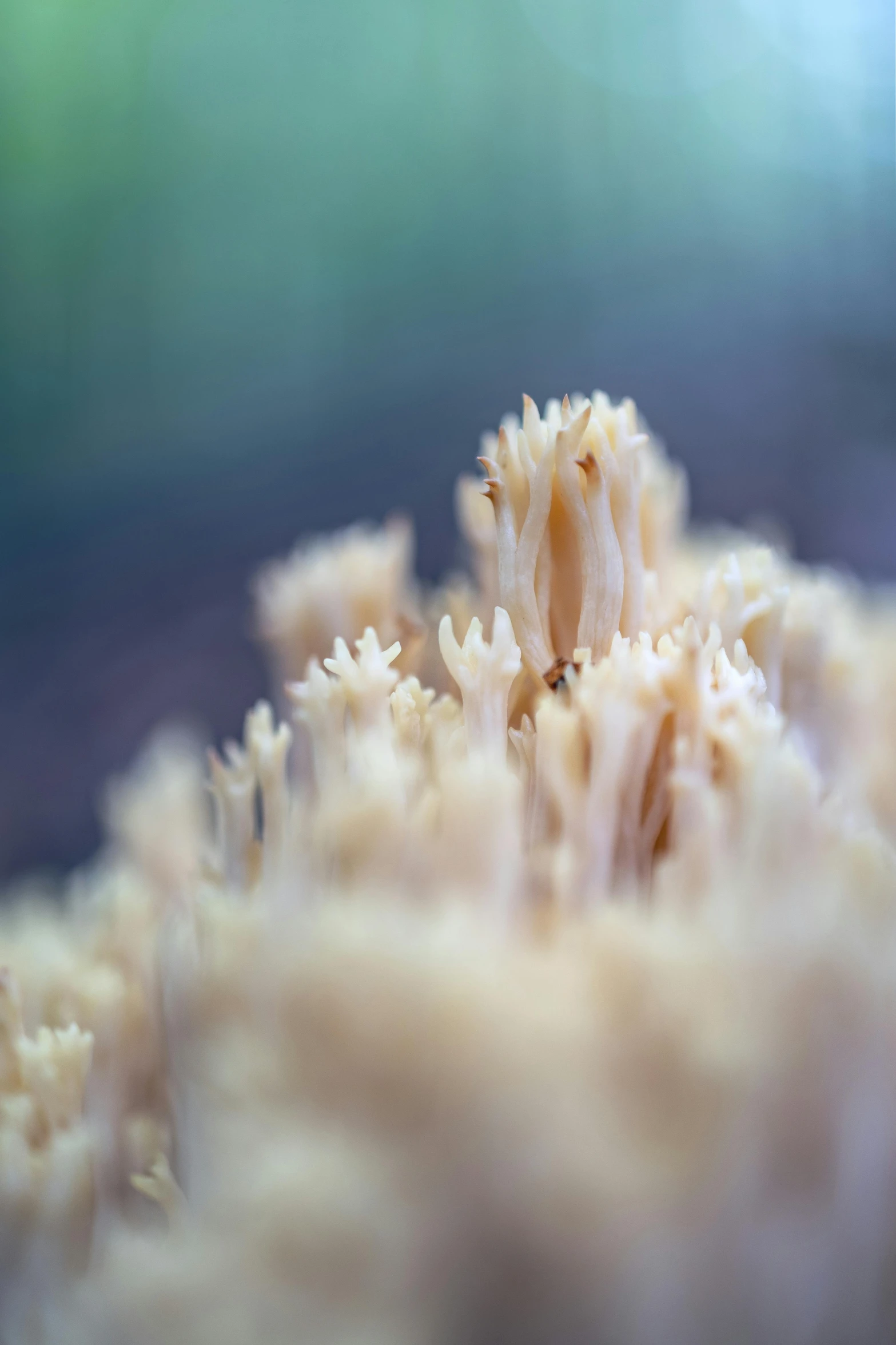 the underside of a soft coral under water